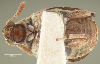 Media type: image;   Entomology 8210 Aspect: habitus ventral view